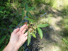 Viburnum cassinoides