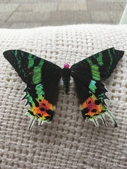 Chrysiridia rhipheus