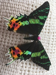 Chrysiridia rhipheus