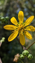 Silphium compositum