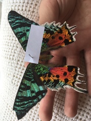 Chrysiridia rhipheus