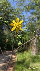 Silphium compositum