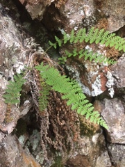 Dryopteris fragrans image