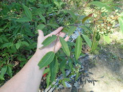 Viburnum cassinoides