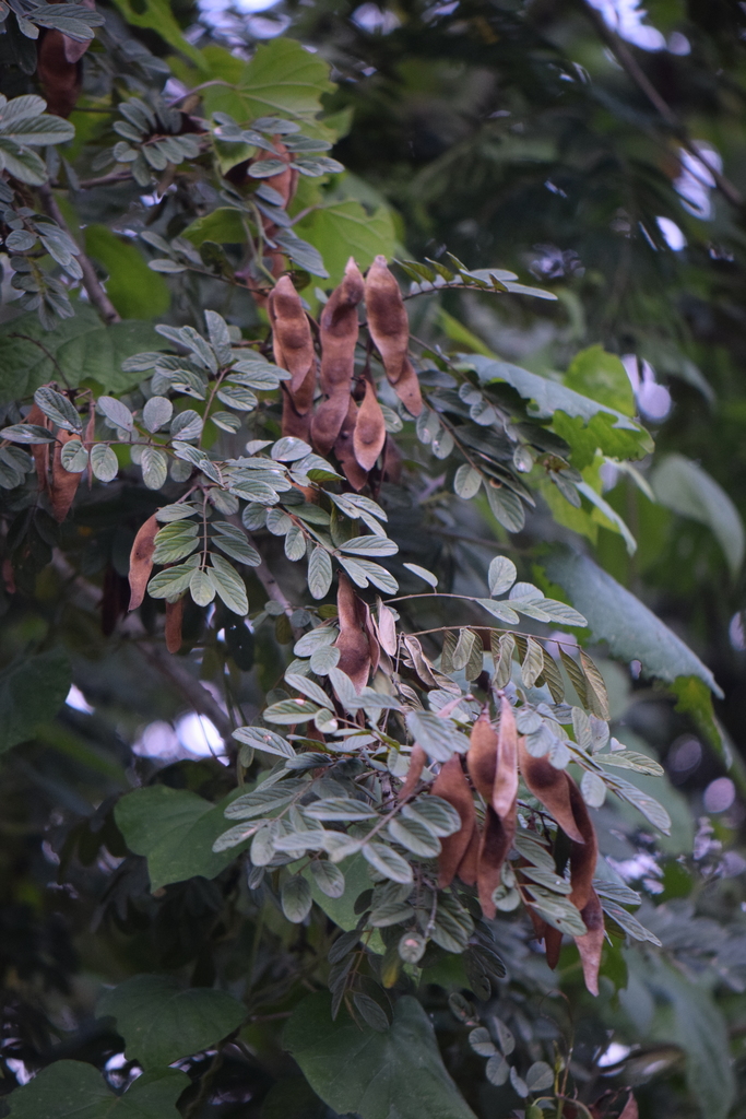 Lonchocarpus hidalgensis