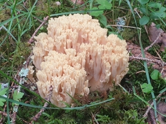 Ramaria schildii