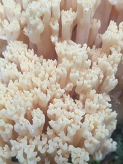 Ramaria schildii