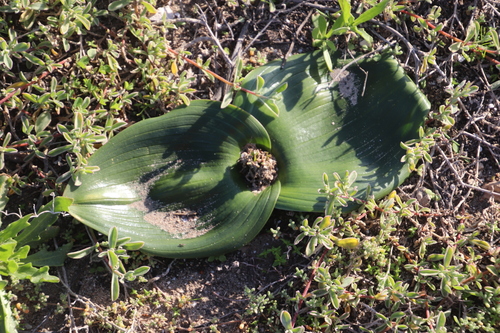 Daubenya zeyheri