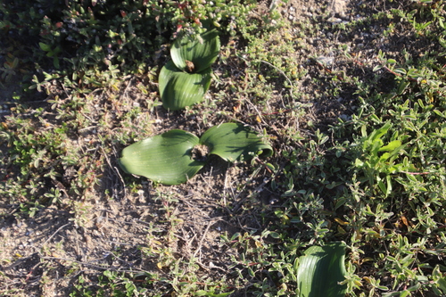 Daubenya zeyheri