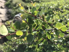 Betula glandulosa