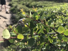 Betula glandulosa