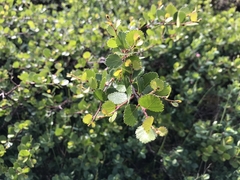 Betula glandulosa