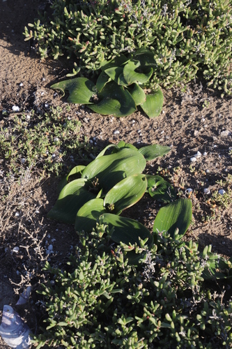 Daubenya zeyheri