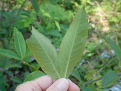 Viburnum cassinoides