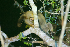 Dendrolagus lumholtzi