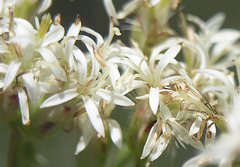 Psacalium decompositum