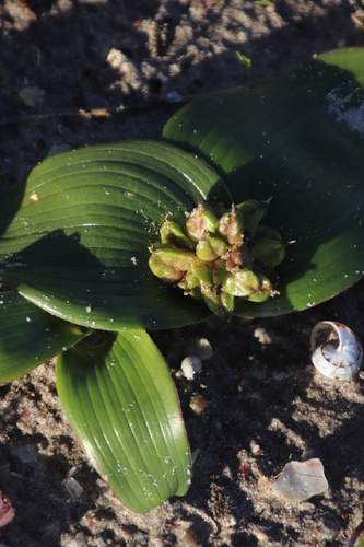 Image of Daubenya zeyheri by (c) Tony Rebelo, some rights reserved (CC BY-SA)