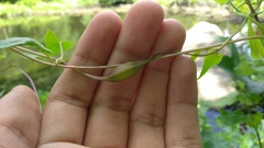 Neolasioptera convolvuli