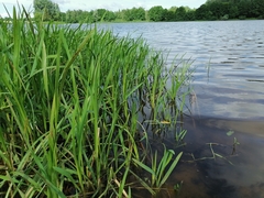 Sparganium erectum