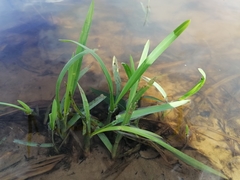 Sparganium erectum