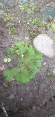 Ricciaceae