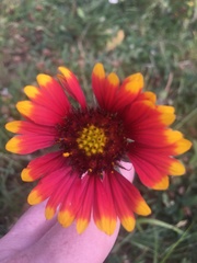 Gaillardia pulchella