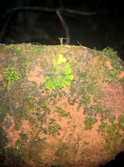 Ricciaceae