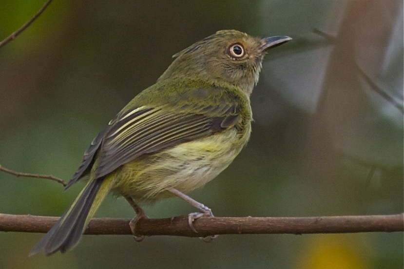 Helmeted Pygmy-Tyrant photo