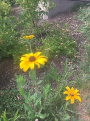 Rudbeckia hirta