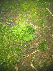 Ricciaceae