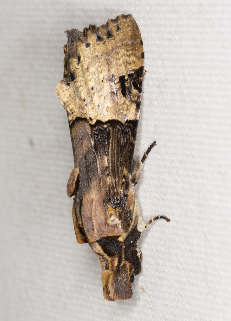 Nystalea aequipars
