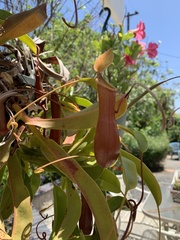 Nepenthes alata × ventricosa