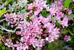 Lysimachia buxifolia