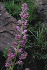 Thyrsanthemum floribundum