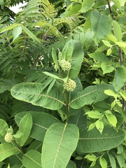 Asclepias syriaca