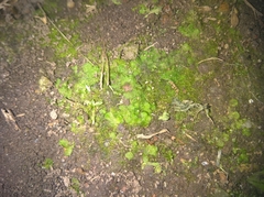Ricciaceae