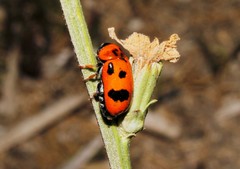Clytra atraphaxidis