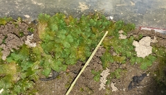 Ricciaceae
