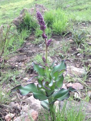 Thyrsanthemum floribundum