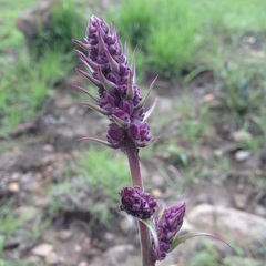 Thyrsanthemum floribundum