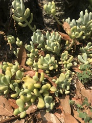 Sedum allantoides