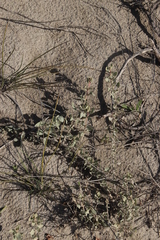 Atriplex bolusii