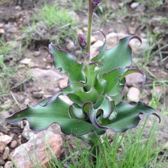 Thyrsanthemum floribundum