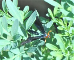 Pedinopelte