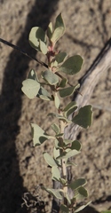 Atriplex bolusii