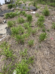 Solidago sempervirens
