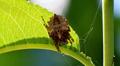 Acanthepeira
