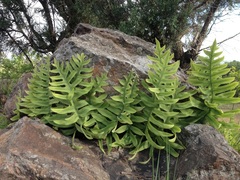 Phlebodium araneosum