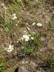 Marshallia caespitosa