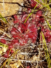 Drosera montana